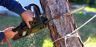 Best Tree Fertilization  in Pinehurst, ID