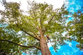 Best Lawn Pest Prevention  in Pinehurst, ID