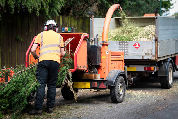  Pinehurst, ID Tree Services Pros