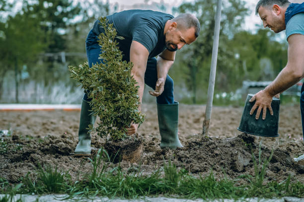 Best Grass Overseeding  in Pinehurst, ID