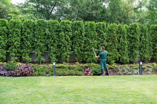 Best Lawn Disease Treatment  in Pinehurst, ID