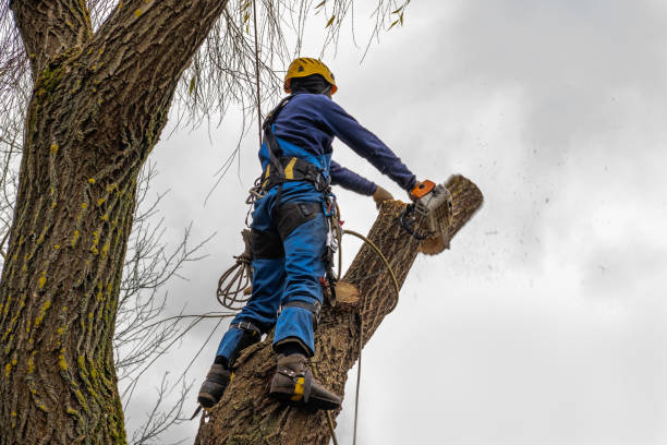 Best Tree Disease Treatment  in Pinehurst, ID