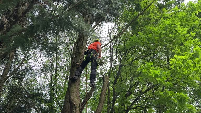 Best Tree Risk Assessment  in Pinehurst, ID