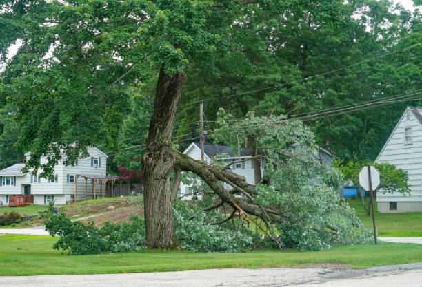 Best Fruit Tree Pruning  in Pinehurst, ID
