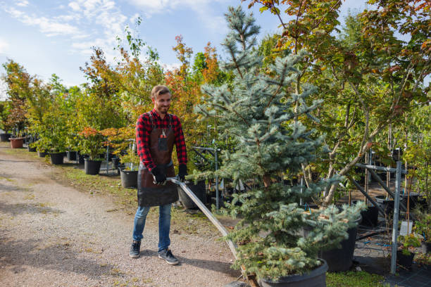 Reliable Pinehurst, ID Tree Services Solutions