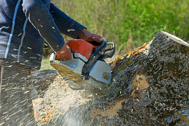Best Tree Cabling and Bracing  in Pinehurst, ID