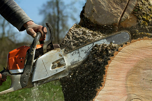 Best Stump Grinding and Removal  in Pinehurst, ID