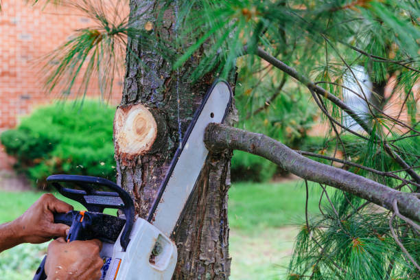 How Our Tree Care Process Works  in  Pinehurst, ID